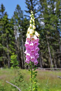 Digitalis purpurea