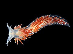 Flabellina browni.