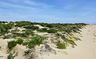 Meeresseitige Dünenlandschaft auf der Flecha del Rompido