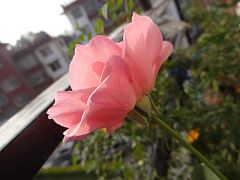 शिवपुरी नागार्जुन राष्ट्रिय निकुञ्जमी रियाको फूल उद्यान