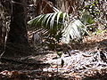 Doppelspornfrankolin Double-spurred Francolin