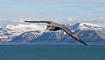 Juli 2015: Eissturmvogel über dem Isfjord, Spitzbergen