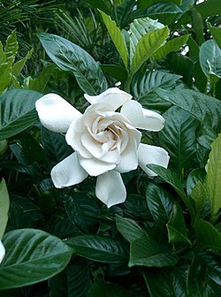 Kiinangardenia (Gardenia augusta)