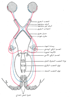 انشمار البصر