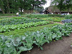 Jardin potager (Pays-Bas).