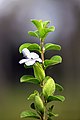 Hairy Barleria