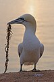 Platz 9: NicoHH04 - Basstölpel (Morus bassanus) im Naturschutzgebiet Lummenfelsen der Insel Helgoland - Das erste Mal dabei und schon auf den neunten Platz kommt NicoHH04 mit diesem Fotos eines Basstölpels (Morus bassanus) auf Helgoland. Der bekannte Lummenfelsen ist seit 1964 Teil des gleichnamigen nur einen Hekar großen Naturschutzgebiets. Das Gebiet ist zugleich FFH- und Vogelschutzgebiet. Neben den Basstölpeln kommt in dem Gebiet eine Art der namensgebenden Lummen (Uria) vor. Der hier in der Abendsonne zu sehende Basstölpel hat Algen, offenbar zum Nestbau, im Schnabel.