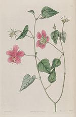 Miniatura para Hibiscus phoeniceus