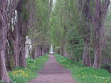 A path lined with poplar trees.