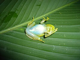 Hypsiboas punctatus