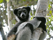 Indri (Indri indri) in het Nationaal park Mantadia