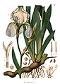 C. F. Schmidt 1859: Iris florentina[53]