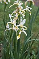 Fleurs d'Iris orientalis