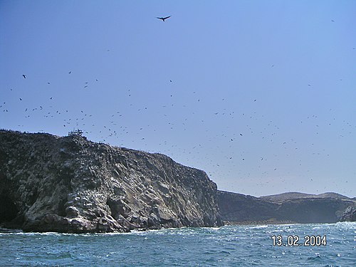 Ballestas Islands things to do in Paracas