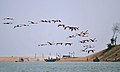 In Chilika, Odisha, India.