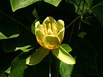 Bloem van Liriodendron tulipifera