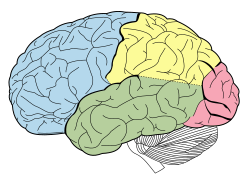 Lobes of the brain NL.svg