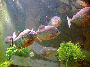 English: Aquarium of Lyon in France - Piranhas...