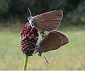 Dunkler Wiesenknopf-Ameisenbläuling