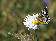 Melanargia larissa - Anadolu Melikesi 02.jpg