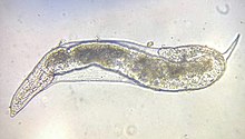 L3-larve van een Meloidogyne sp.