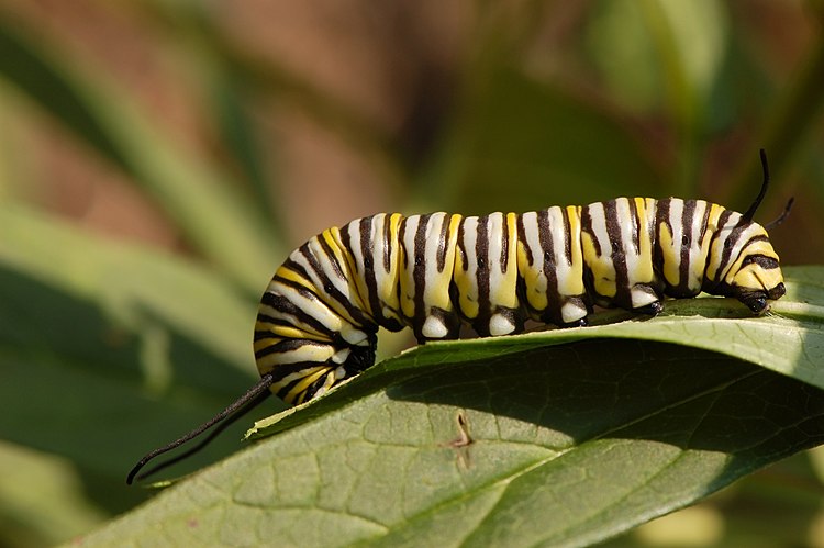 Гусеница бабочки-монарха (Danaus plexippus) на листе ваточника мясо-красного (Asclepias incarnata)