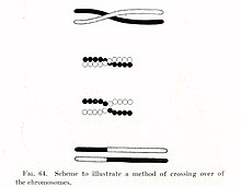 Thomas Hunt Morgan's illustration of crossing over, part of the Mendelian-chromosome theory of heredity Morgan crossover 1.jpg