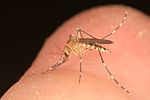 תמונה ממוזערת עבור יתושים