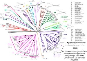 An unrooted phylogenetic tree for myosin, a superfamily of proteins MyosinUnrootedTree.jpg