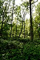 Wald im NSG