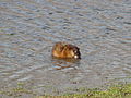 American Beaver