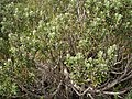 Olearia cymbifolia