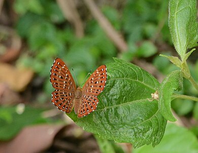 Dorsal view