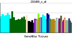 PBB GE SRF 202400 s at tn.png