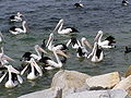 Pelecanus conspicillatus 04.jpg