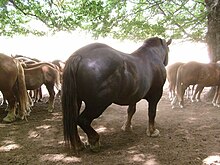 Sous les feuilles d'un arbre, un imposant étalon alezan brûlé se présente de dos entouré de plusieurs chevaux et poulains alezans dont on aperçoit que la croupe.