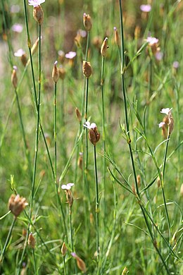 Homoki aszúszegfű (Petrorhagia prolifera)