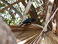 Baumhopf Green Wood Hoopoe