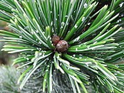 Pinus Aristata resin flecks.jpg
