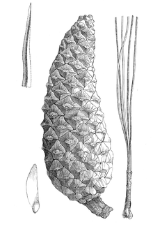 Pinus gordoniana illustration.png