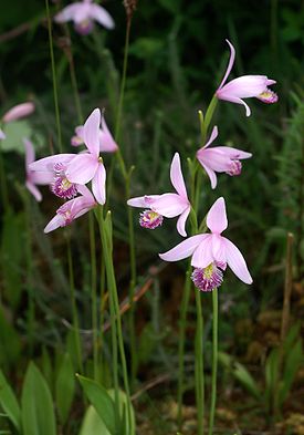 Pogonia ophioglossoides