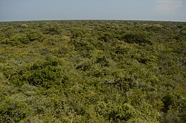 Vue sur la strate supérieure de la forêt tropicale sèche du parc, depuis le lieu-dit Ramar Paadam.