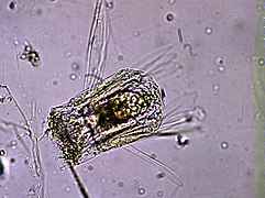 Polyarthra sp., un Synchaetidae.
