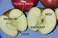 An apple is a simple fleshy fruit. Key parts are the epicarp, or exocarp, or outer skin, (not labelled); and the mezocarp and endocarp (labelled).