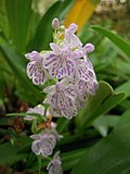 Miniatura para Ponerorchis graminifolia