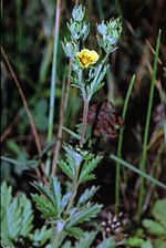 Miniatura para Potentilla inclinata