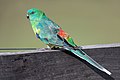 Image 23 Red-rumped parrot Photograph credit: John Harrison The red-rumped parrot (Psephotus haematonotus) is a common bird native to south-eastern Australia. About 28 centimetres (11 in) long, the male's plumage is a bright emerald-green with yellow underparts, a brick-red rump and blue highlights on the upper back and wings; the female is altogether more dowdy, having dull-green wings and back, bluish-black wingtips and pale-olive underparts. These parrots are typically found in pairs or small groups in open country with access to water, including in suburban parks and gardens. These male and female red-rumped parrots were photographed in Cornwallis, New South Wales. More selected pictures