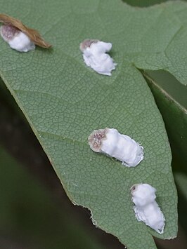 Pulvinaria hydrangeae