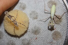 Adult female, recently gone through ecdysis