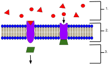 An example of membrane receptors.
Ligands, located outside the cell
Ligands connect to specific receptor proteins based on the shape of the active site of the protein.
The receptor releases a messenger once the ligand has connected to the receptor. Receptor (Biochemistry).svg